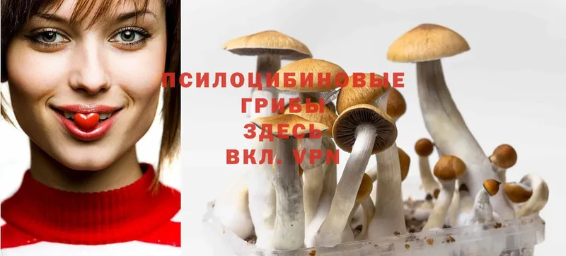 Галлюциногенные грибы Psilocybe  цена   Заволжск 